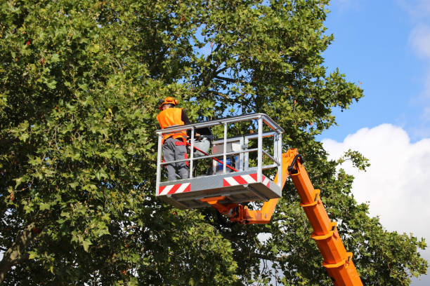 Mchenry, IL Tree Removal Company